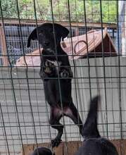 NELLY, Hund, Mischlingshund in Monheim - Bild 21
