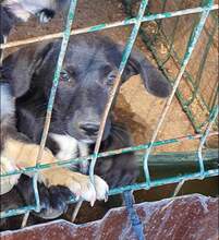 NELLY, Hund, Mischlingshund in Monheim - Bild 22