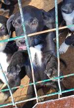 NELLY, Hund, Mischlingshund in Monheim - Bild 23