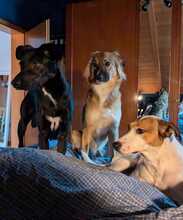 NELLY, Hund, Mischlingshund in Monheim - Bild 24