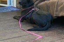 NELLY, Hund, Mischlingshund in Monheim - Bild 26