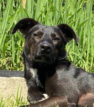 NELLY, Hund, Mischlingshund in Monheim - Bild 28