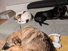 NELLY, Hund, Mischlingshund in Monheim - Bild 30