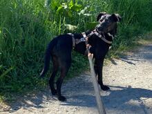 NELLY, Hund, Mischlingshund in Monheim - Bild 33