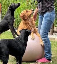 NELLY, Hund, Mischlingshund in Monheim - Bild 34