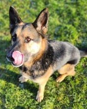 ROKY, Hund, Deutscher Schäferhund-Mix in Dragun - Bild 10