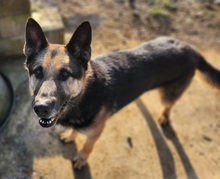 ROKY, Hund, Deutscher Schäferhund-Mix in Dragun - Bild 11