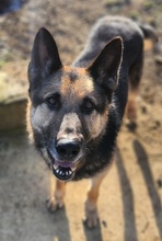 ROKY, Hund, Deutscher Schäferhund-Mix in Dragun - Bild 12