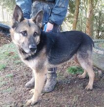 ROKY, Hund, Deutscher Schäferhund-Mix in Dragun - Bild 17