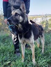 ROKY, Hund, Deutscher Schäferhund-Mix in Dragun - Bild 18