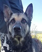 ROKY, Hund, Deutscher Schäferhund-Mix in Dragun - Bild 20