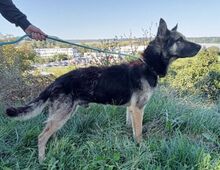 ROKY, Hund, Deutscher Schäferhund-Mix in Dragun - Bild 21