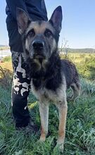 ROKY, Hund, Deutscher Schäferhund-Mix in Dragun - Bild 23