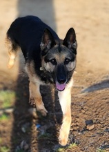 ROKY, Hund, Deutscher Schäferhund-Mix in Dragun - Bild 3