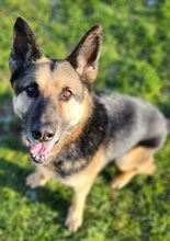 ROKY, Hund, Deutscher Schäferhund-Mix in Dragun - Bild 5