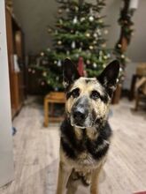 ROKY, Hund, Deutscher Schäferhund-Mix in Dragun - Bild 7