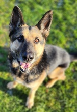 ROKY, Hund, Deutscher Schäferhund-Mix in Dragun - Bild 8