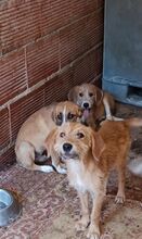 JERRY, Hund, Mischlingshund in Griechenland - Bild 11