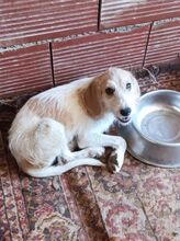 PIERRO, Hund, Mischlingshund in Griechenland - Bild 12