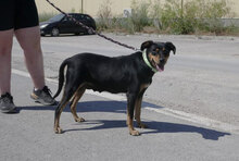 KARI, Hund, Mischlingshund in Bulgarien - Bild 2