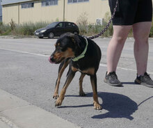 KARI, Hund, Mischlingshund in Bulgarien - Bild 3