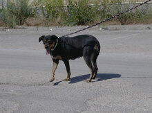 KARI, Hund, Mischlingshund in Bulgarien - Bild 4