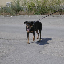 KARI, Hund, Mischlingshund in Bulgarien - Bild 5