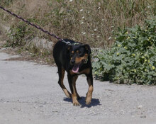 KARI, Hund, Mischlingshund in Bulgarien - Bild 6