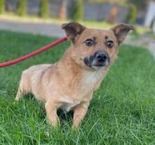 FIETE, Hund, Mischlingshund in Wiesbaden - Bild 18