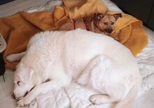 FIETE, Hund, Mischlingshund in Wiesbaden - Bild 19