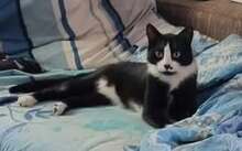 CALVYN, Katze, Europäisch Kurzhaar-Mix in Hildesheim - Bild 10