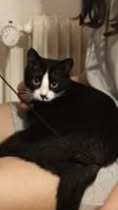 CALVYN, Katze, Europäisch Kurzhaar-Mix in Hildesheim - Bild 11