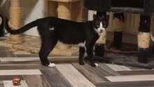 CALVYN, Katze, Europäisch Kurzhaar-Mix in Hildesheim - Bild 12
