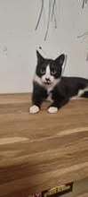 CALVYN, Katze, Europäisch Kurzhaar-Mix in Hildesheim - Bild 13