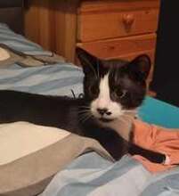 CALVYN, Katze, Europäisch Kurzhaar-Mix in Hildesheim - Bild 14
