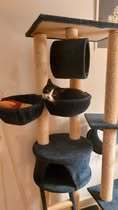CALVYN, Katze, Europäisch Kurzhaar-Mix in Hildesheim - Bild 7