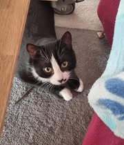 CALVYN, Katze, Europäisch Kurzhaar-Mix in Hildesheim - Bild 8