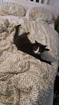 CALVYN, Katze, Europäisch Kurzhaar-Mix in Hildesheim - Bild 9