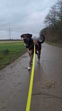 APOLLO, Hund, Mischlingshund in Dormagen - Bild 2