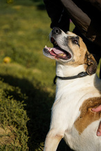BAJOS, Hund, Jagdhund-Mix in Heidelberg - Bild 10