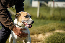BAJOS, Hund, Jagdhund-Mix in Heidelberg - Bild 11