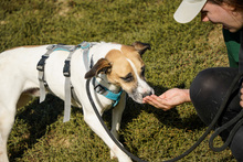 BAJOS, Hund, Jagdhund-Mix in Heidelberg - Bild 12
