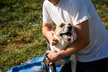 BAJOS, Hund, Jagdhund-Mix in Heidelberg - Bild 13