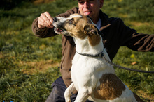 BAJOS, Hund, Jagdhund-Mix in Heidelberg - Bild 14