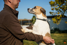 BAJOS, Hund, Jagdhund-Mix in Heidelberg - Bild 15