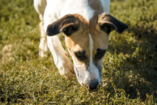BAJOS, Hund, Jagdhund-Mix in Heidelberg - Bild 16