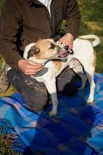 BAJOS, Hund, Jagdhund-Mix in Heidelberg - Bild 17