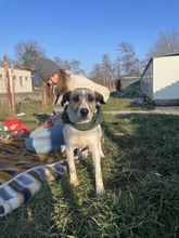 BAJOS, Hund, Jagdhund-Mix in Heidelberg - Bild 18