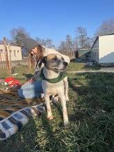 BAJOS, Hund, Jagdhund-Mix in Heidelberg - Bild 19