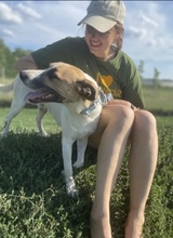 BAJOS, Hund, Jagdhund-Mix in Heidelberg - Bild 2